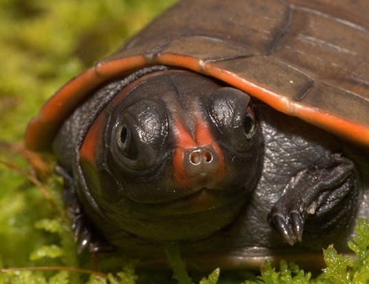 Picture of a red-headed amazon river turtle (Podocnemis erythrocephala)