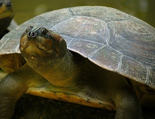 Picture of a south american river turtle (Podocnemis expansa)