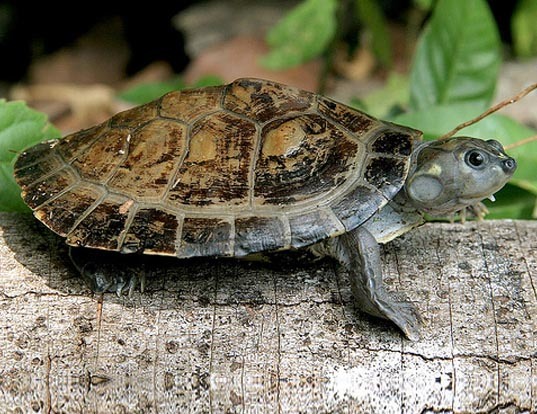 Picture of a six-tubercled river turtle (Podocnemis sextuberculata)
