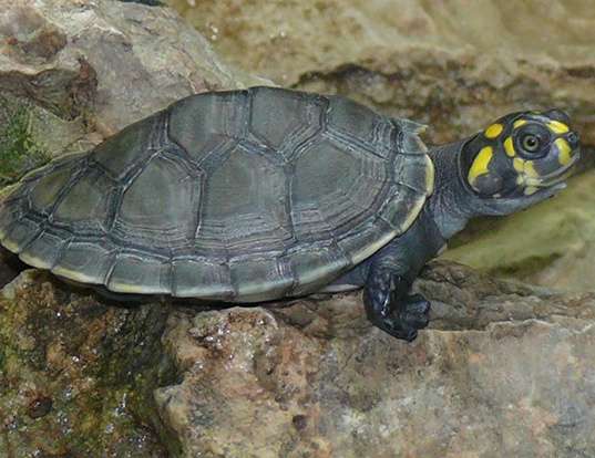 Picture of a yellow-spotted river turtle (Podocnemis unifilis)