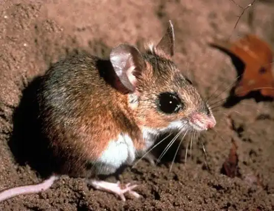 Picture of a florida deermouse (Podomys floridanus)