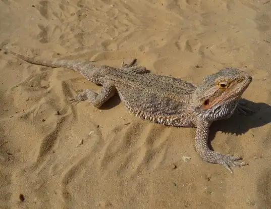 Picture of a central bearded dragon (Pogona vitticeps)