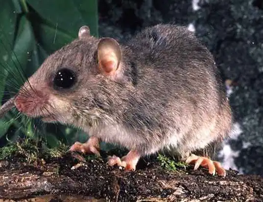 Picture of a chestnut tree mouse (Pogonomys macrourus)