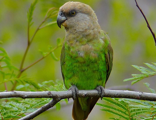 Picture of a brown-headed parrot (Poicephalus cryptoxanthus)