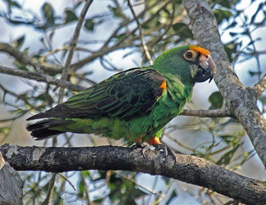 Picture of a red-fronted parrot (Poicephalus gulielmi)