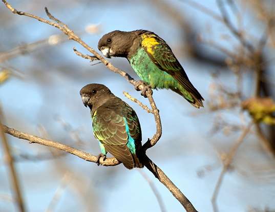 Picture of a brown parrot (Poicephalus meyeri)