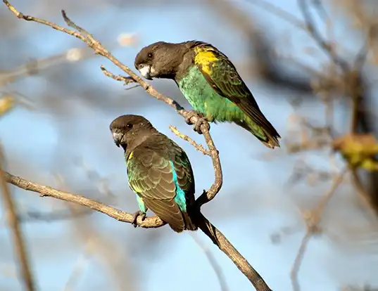 Picture of a brown parrot (Poicephalus meyeri)