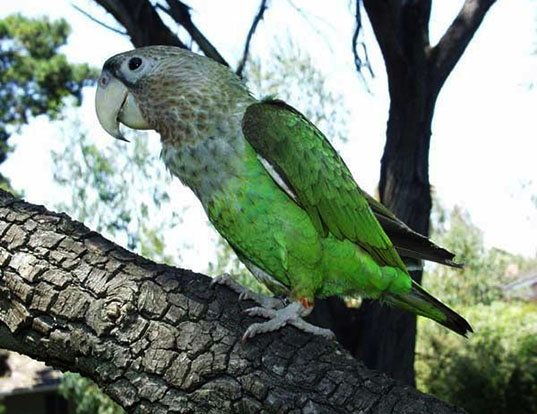 Picture of a brown-necked parrot (Poicephalus robustus)