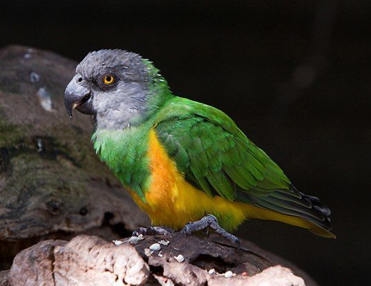 Picture of a senegal parrot (Poicephalus senegalus)
