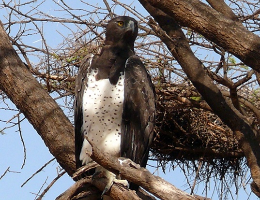 Picture of a martial eagle (Polemaetus bellicosus)