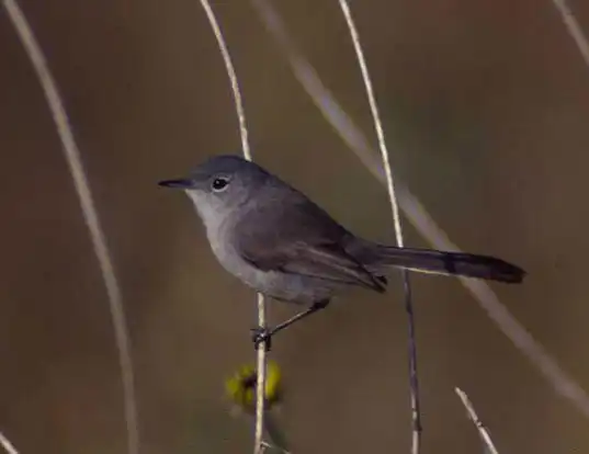 Picture of a california gnatcatcher (Polioptila californica)