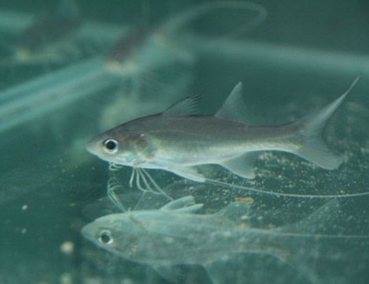 Picture of a king threadfin (Polydactylus macrochir)