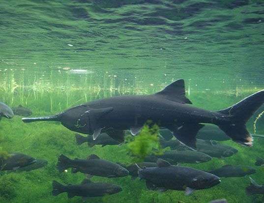 Picture of a paddlefish (Polyodon spathula)