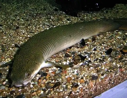 Picture of a gray bichir (Polypterus senegalus)