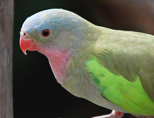 Picture of a princess parrot (Polytelis alexandrae)