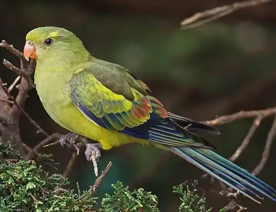 Picture of a regent parrot (Polytelis anthopeplus)