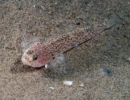 Picture of a marbled goby (Pomatoschistus marmoratus)