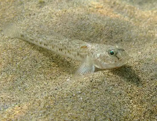 Picture of a freckled goby (Pomatoschistus minutus)