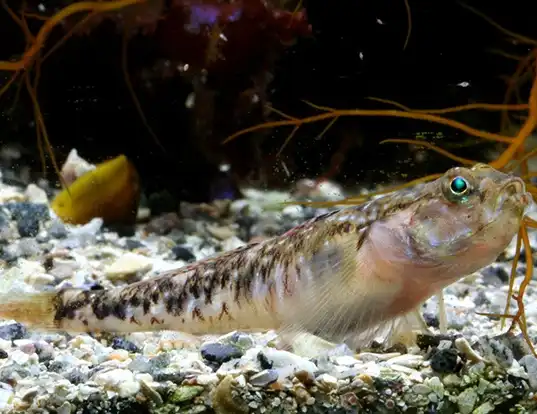 Picture of a painted goby (Pomatoschistus pictus)
