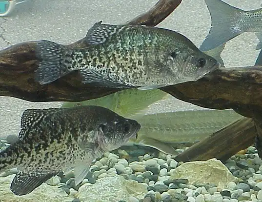 Picture of a white crappie (Pomoxis annularis)