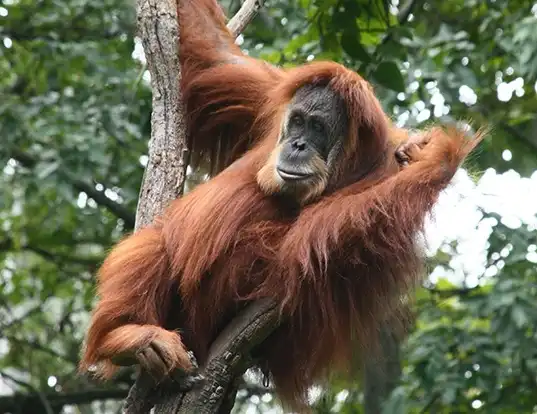 Picture of a sumatran orangutan (Pongo abelii)