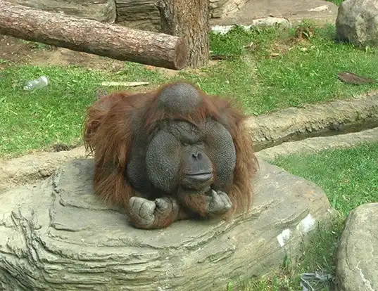 Picture of a bornean orangutan (Pongo pygmaeus)
