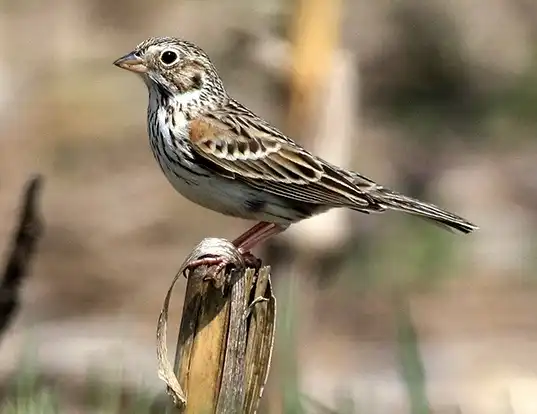Picture of a vesper sparrow (Pooecetes gramineus)