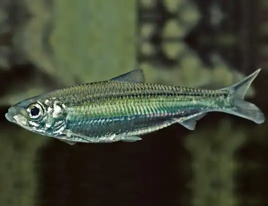 Picture of a australian freshwater herring (Potamalosa richmondia)