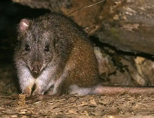 Picture of a long-footed potoroo (Potorous longipes)