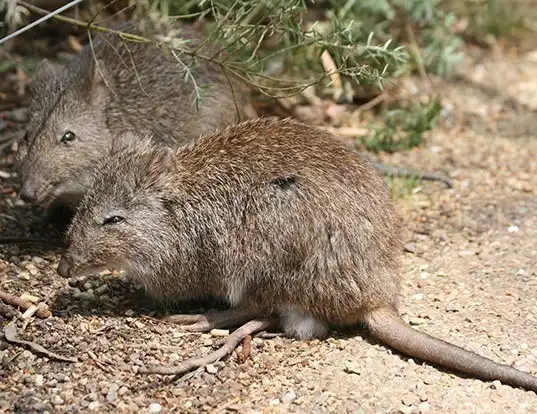 Picture of a long-nosed potoroo (Potorous tridactylus)