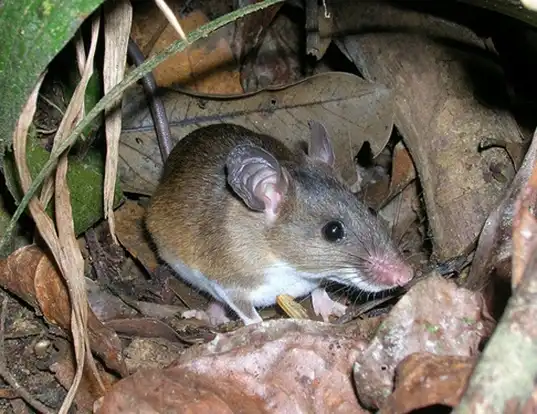 Picture of a tullberg's soft-furred mouse (Praomys tullbergi)