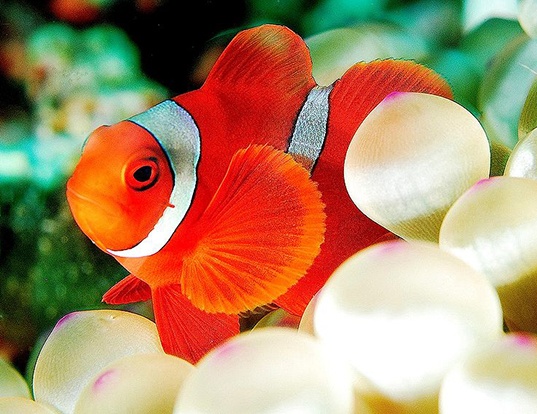 Picture of a spine-cheek anemonefish (Premnas biaculeatus)