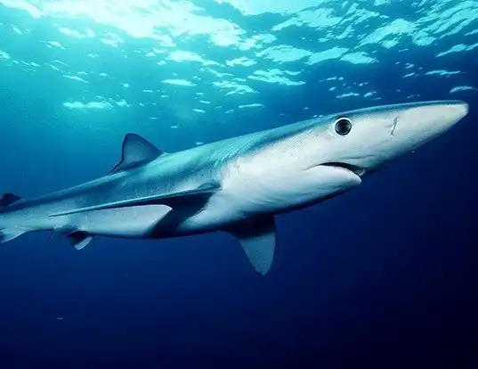 Picture of a blue shark (Prionace glauca)