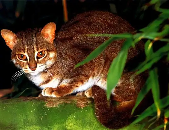Picture of a rusty-spotted cat (Prionailurus rubiginosus)