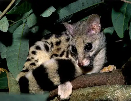 Picture of a banded linsang (Prionodon linsang)