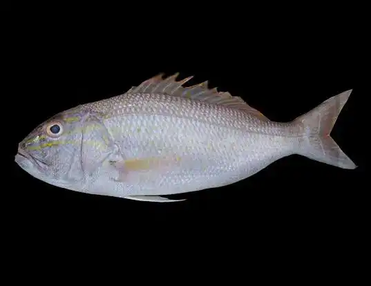 Picture of a goldbanded jobfish (Pristipomoides multidens)
