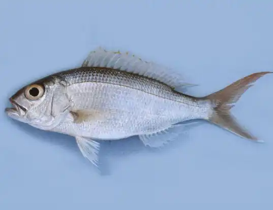 Picture of a sharptooth jobfish (Pristipomoides typus)