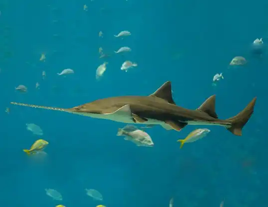 Picture of a largetooth sawfish (Pristis perotteti)