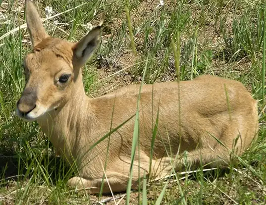 Picture of a mongolian gazelle (Procapra gutturosa)