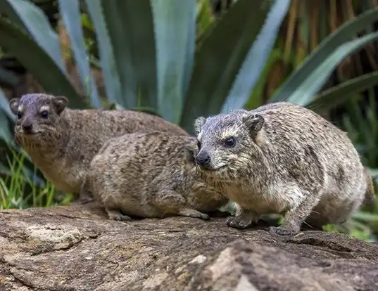 Picture of a rock hyrax (Procavia capensis)