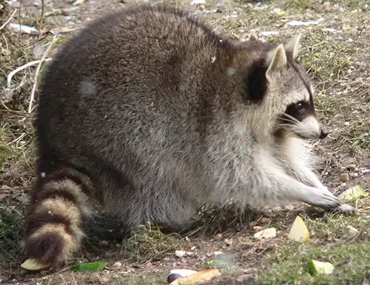 Picture of a crab-eating raccoon (Procyon cancrivorus)