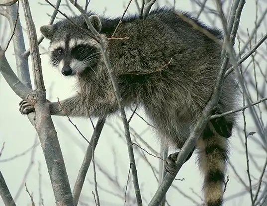 Picture of a northern raccoon (Procyon lotor)