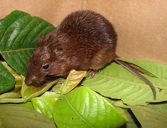 Picture of a huallaga spiny rat (Proechimys brevicauda)