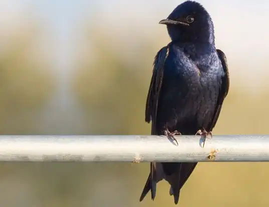 Picture of a purple martin (Progne subis)