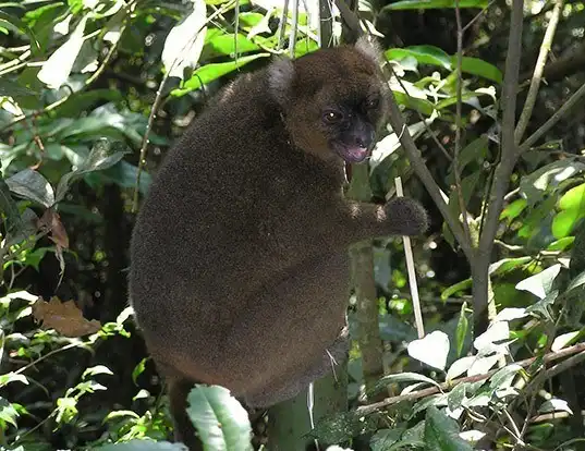 Picture of a greater bamboo lemur (Prolemur simus)