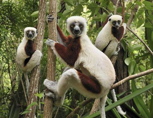 Picture of a coquerel's sifaka (Propithecus coquereli)