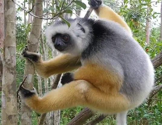 Picture of a diademed sifaka (Propithecus diadema)