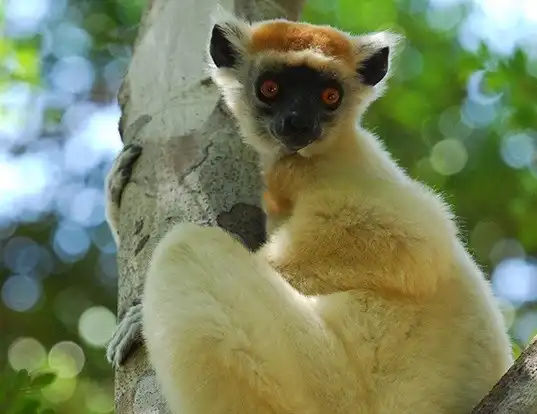 Picture of a golden-crowned sifaka (Propithecus tattersalli)