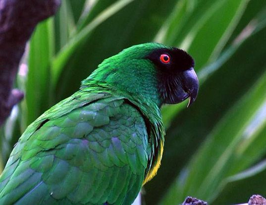 Picture of a masked shining parrot (Prosopeia personata)
