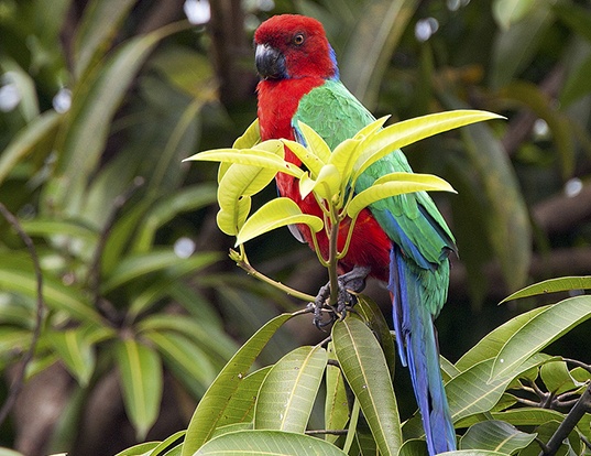 Picture of a crimson shining parrot (Prosopeia splendens)